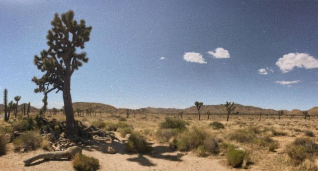 Last day of family road trip #joshuatreenationalpark #landscape #desert #cinematographer
